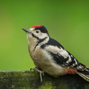 Redwell   June   2016 (347 Of 659).jpg